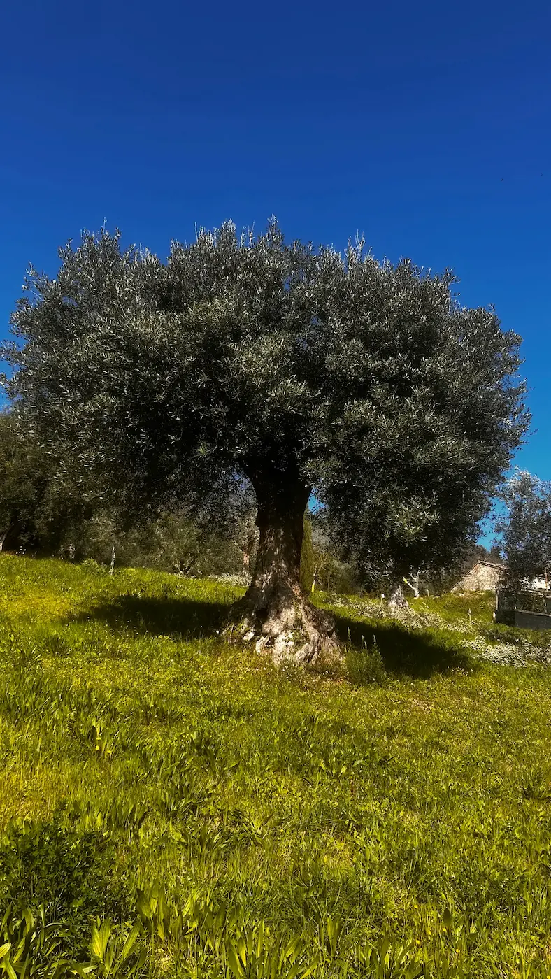 Colline di Civitanova Marche
