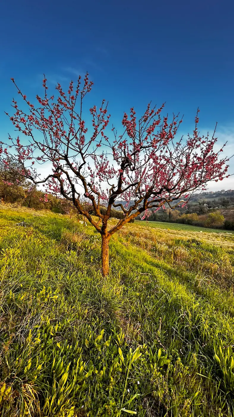Colline di Civitanova Marche