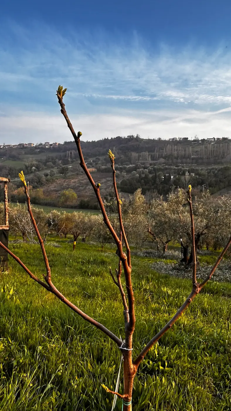 Colline di Civitanova Marche